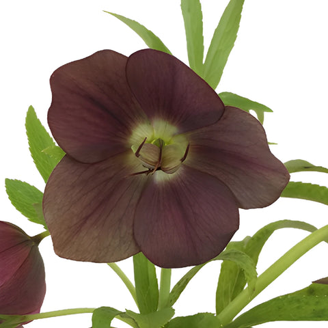 Eggplant Purple Wedding Designer Hellebore Flowers