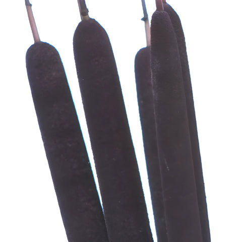 Eggplant Purple Airbrushed Cattails