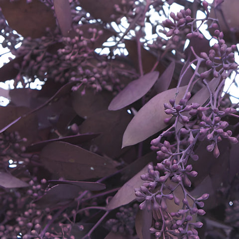 Eggplant seeded Eucalyptus Wholesale