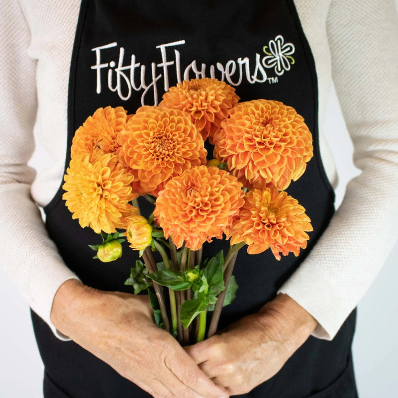 Egyptian Sun Dahlia Flower Bunch in Hand