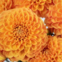 Egyptian Sun Dahlia Flower