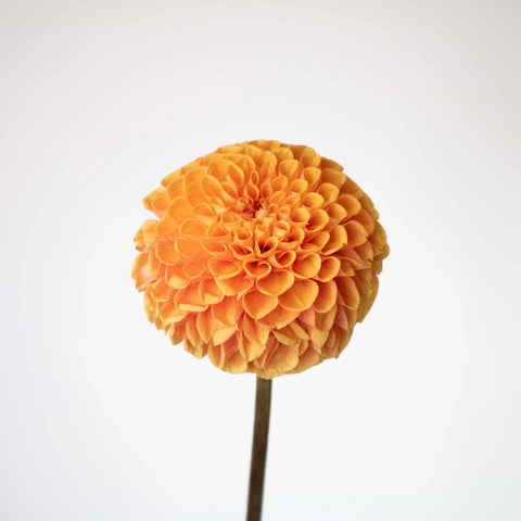 Egyptian Sun Dahlia Flower Stem