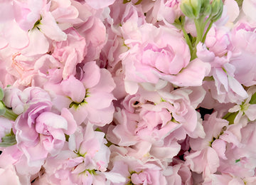 El Aleli Sweetheart Pink Stock Wholesale Flower Upclose