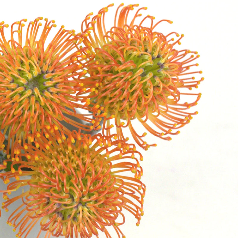 Electric Orange Pin Cushion Flower Close Up - Image