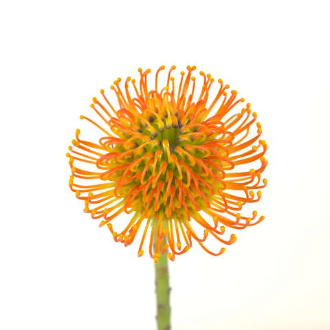 Electric Orange Pin Cushion Flower Stem - Image