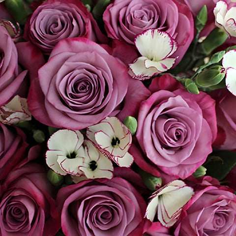 Elegant V Day Purple Rose Bouquet Close Up - Image