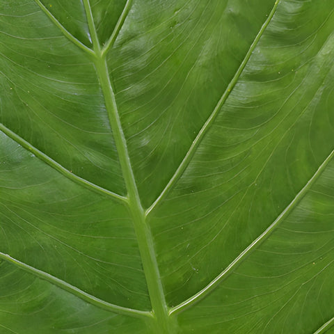 Elephant Ear Tropical Greenery