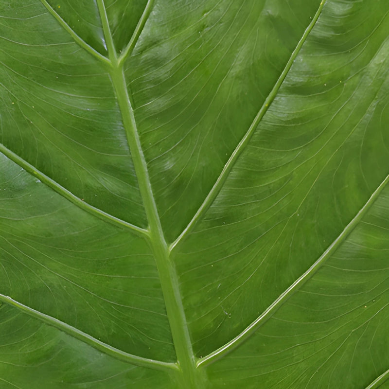 Elephant Ear Tropical Greenery