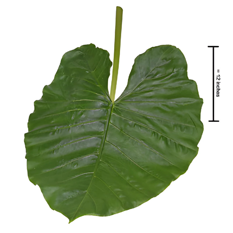 where to purchase elephant ear plants Buy Wholesale Elephant Ear Tropical Greenery in Bulk