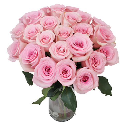 First Light Pink Rose