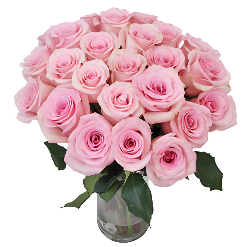 First Light Pink Rose