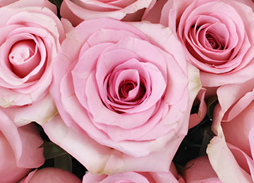 First Light Pink Rose