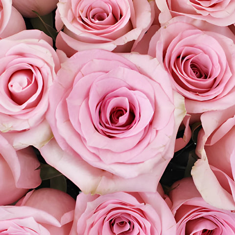 First Light Pink Rose