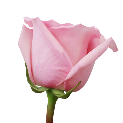 First Light Pink Rose