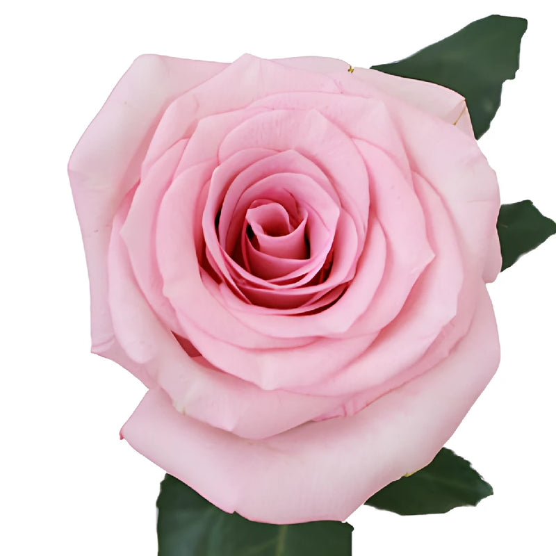 First Light Pink Rose