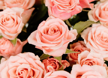 Elva Pink Spray Roses Close Up - Image
