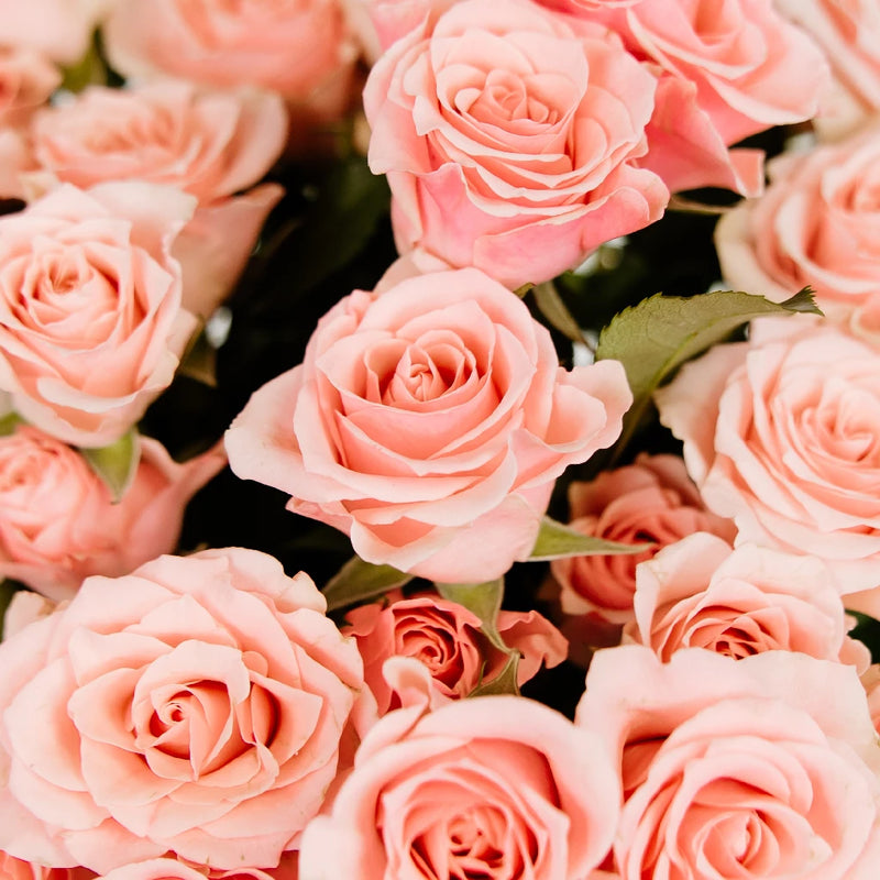 Elva Pink Spray Roses Close Up - Image