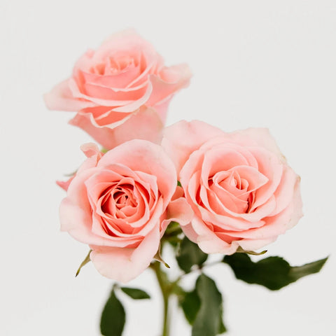 Buy Wholesale Elva Pink Spray Roses in Bulk - FiftyFlowers