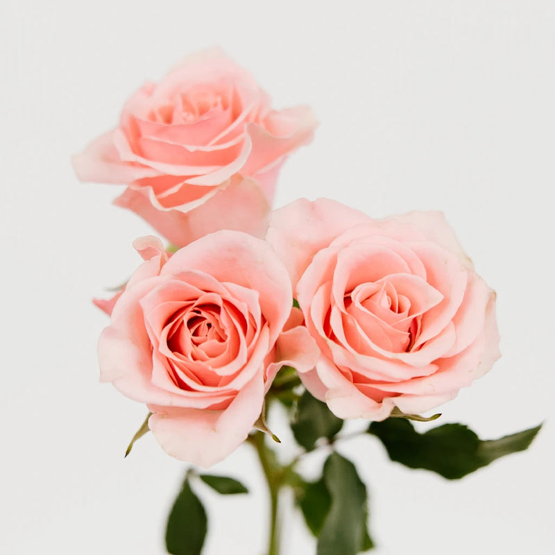 Elva Pink Spray Roses Stem - Image