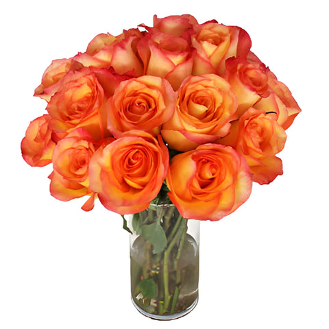 Flaming Encanto Rose