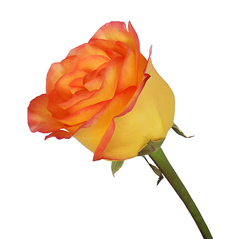 Flaming Encanto Rose