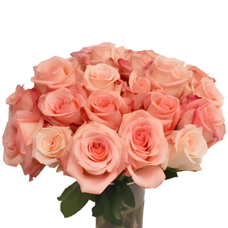 Engagement Light Pink Rose