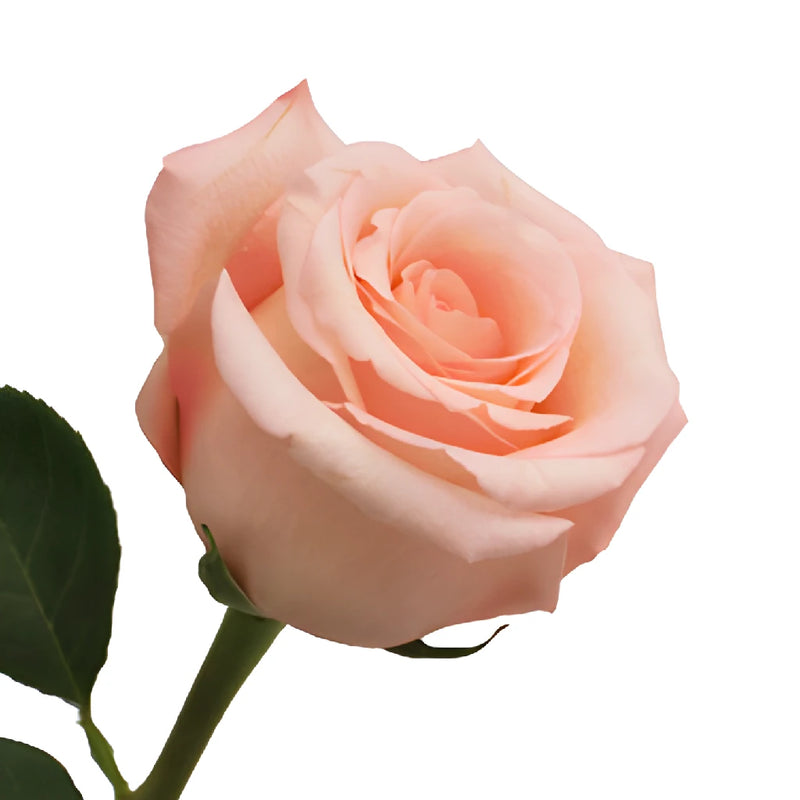 Engagement Light Pink Rose