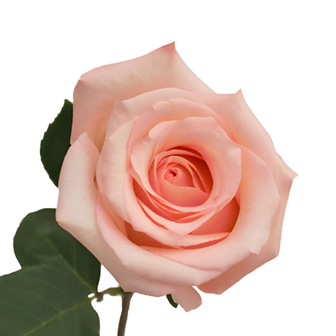 Engagement Light Pink Rose