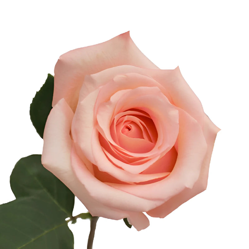 Engagement Light Pink Rose