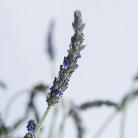 English Lavender Flower Close Up - Image