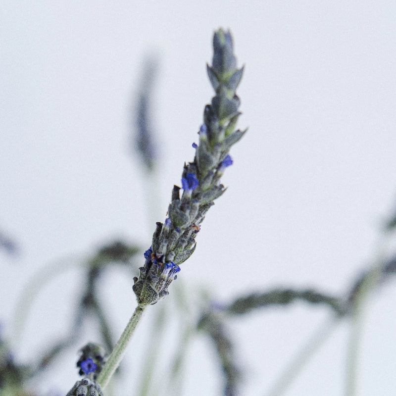 english lavender plants wholesale Buy Wholesale English Lavender Flower in Bulk
