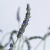 English Lavender Flower