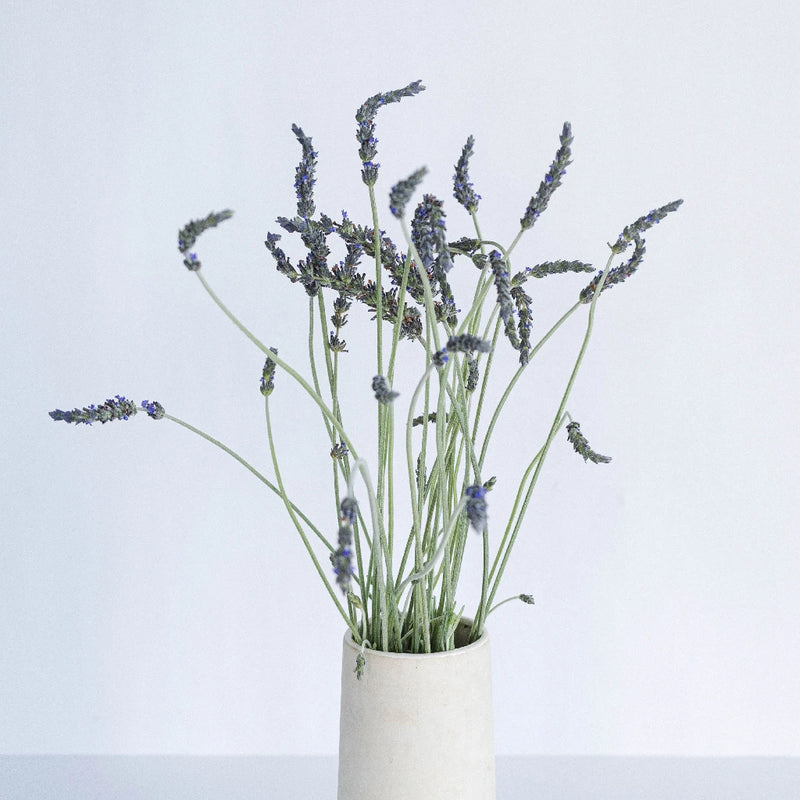 lavender bulk plants Buy Wholesale English Lavender Flower in Bulk