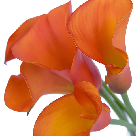 Mango Tinted Mini Calla Lily Flower