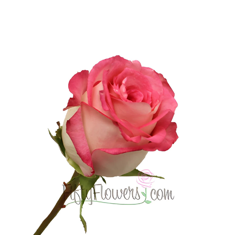 Pink and White Ensemble Rose