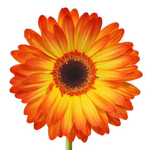 Gerbera Daisy Entourage Sunset Flower Up close