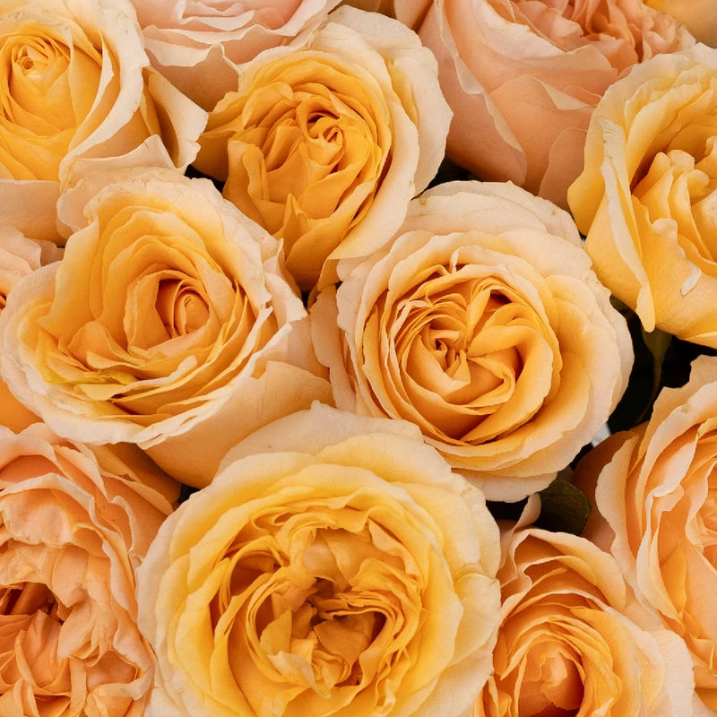 Epic Wholesale Rose Close Up - Image