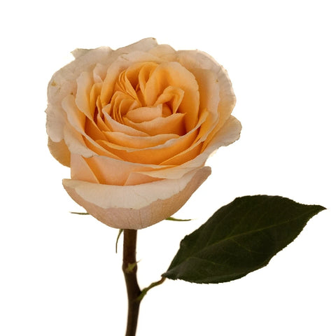 Epic Wholesale Rose Stem - Image