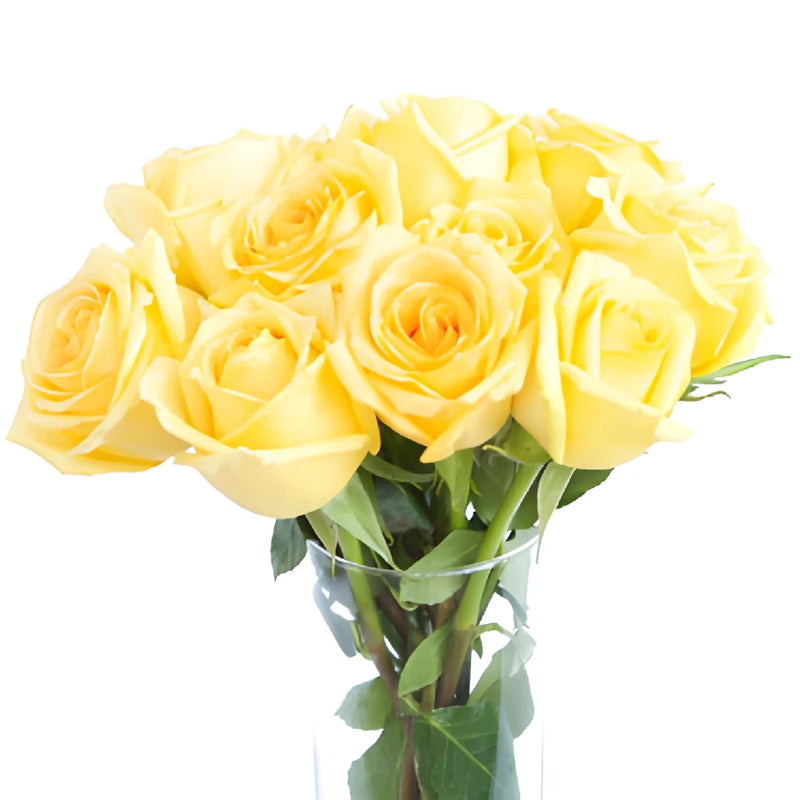 Light Yellow Rose