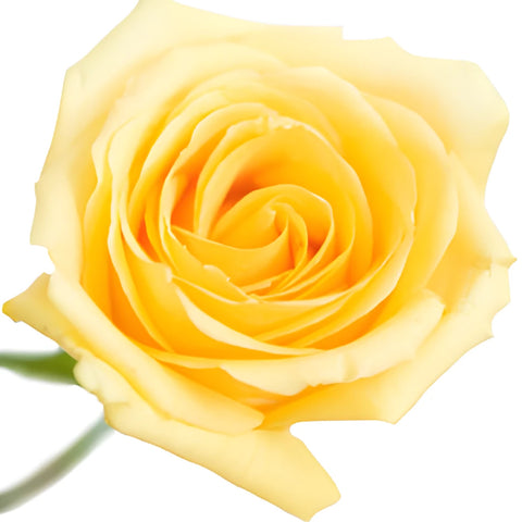 Light Yellow Rose
