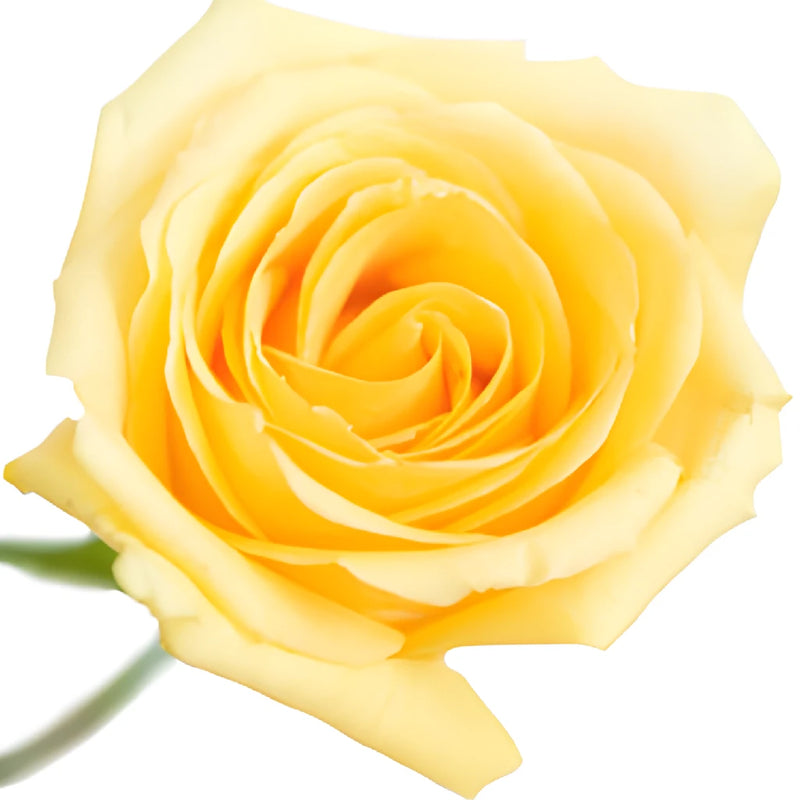 Light Yellow Rose
