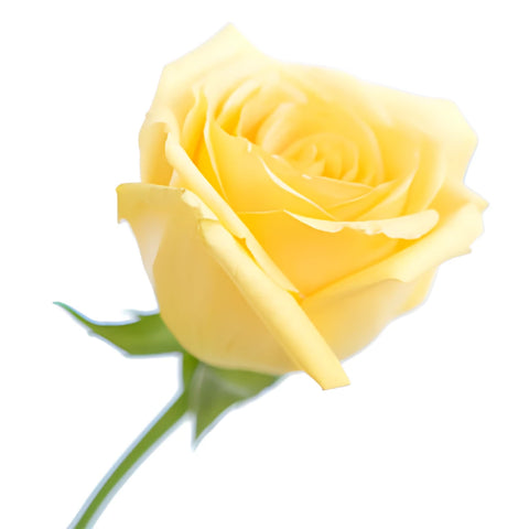 Light Yellow Rose
