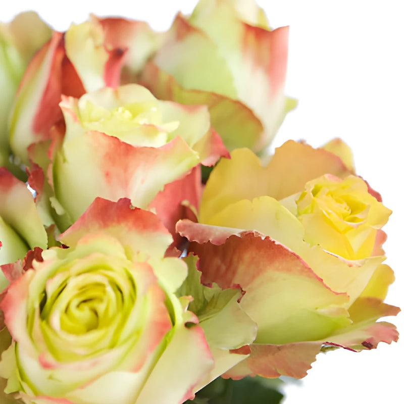 Antique Green Zazu Rose