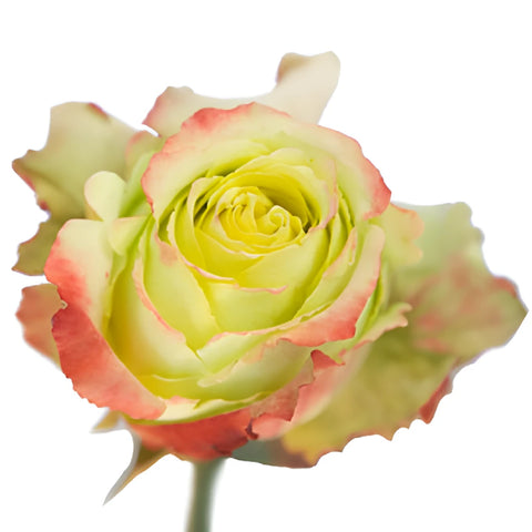 Antique Green Zazu Rose