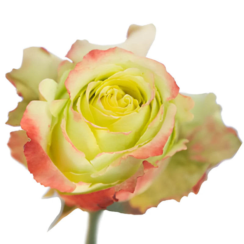 Antique Green Zazu Rose