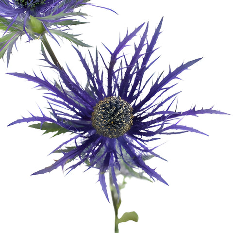 Deep Purple Thistle Flowers
