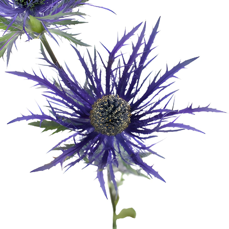 Deep Purple Thistle Flowers