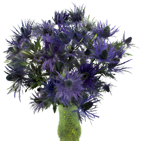Deep Purple Thistle Flowers