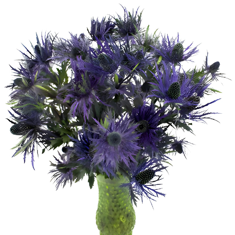 Deep Purple Thistle Flowers