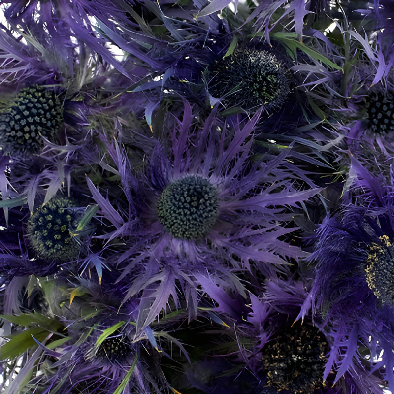 Deep Purple Thistle Flowers